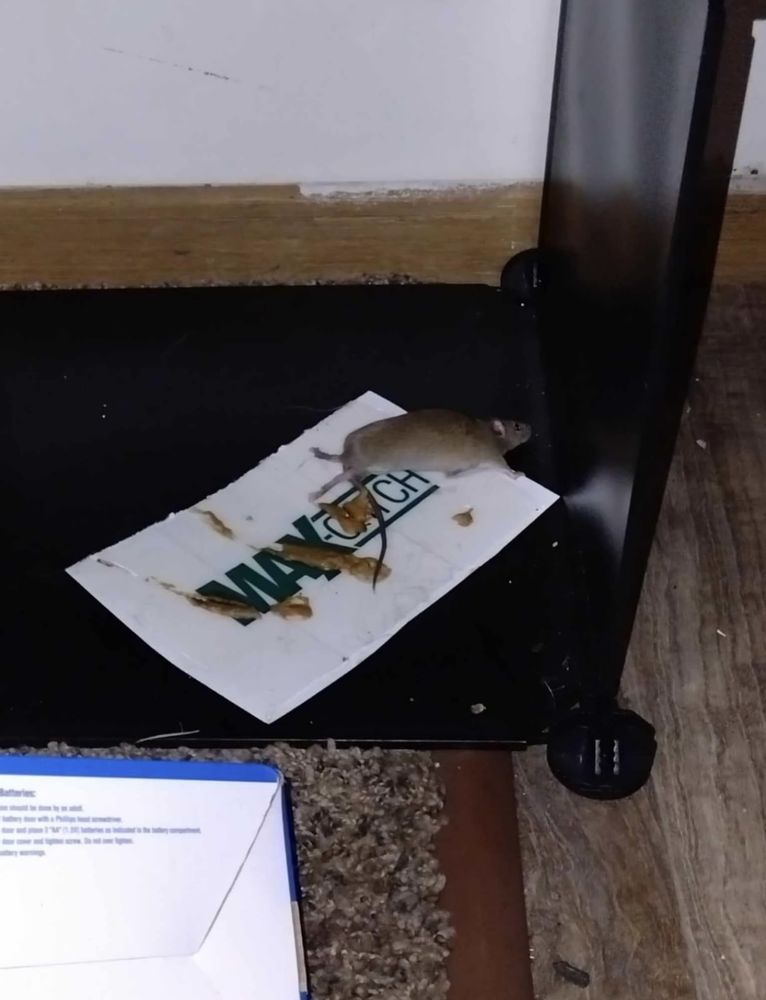 NEW HAVEN PLACE Updated September 2024 451 Fulton Ave, Hempstead