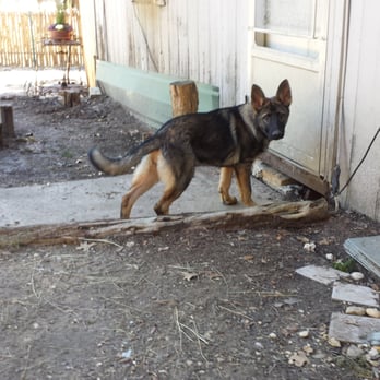 Texas Dog Academy - Aisha- female imported from Fuchsgraben Kennel in Northern Germany. - Pet Sitting Near Me - Granbury, Texas Texas Dog Academy - Aisha- female imported from Fuchsgraben Kennel in Northern Germany. - Pet Sitting Near Me - Granbury, Texas