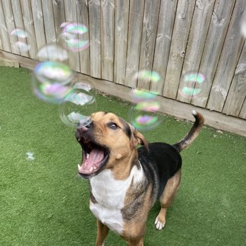 Bark Tutor - bubbles in the yard - Pet Training Near Me - Indianapolis, Indiana Bark Tutor - bubbles in the yard - Pet Training Near Me - Indianapolis, Indiana