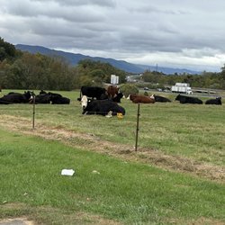 Shell - Cows near Shel Convenience Store