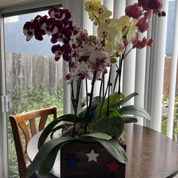 Memorial day's orchid by Mina Flower