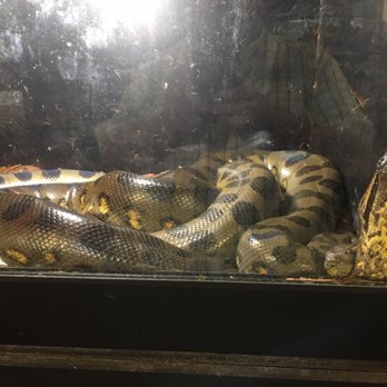 Reptile Junction - Reptile Shops Near Me - Apache Junction, Arizona
