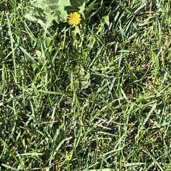 Senske Services - Weeds - Pest Control Near Me - Salt Lake City, Utah Senske Services - Weeds - Pest Control Near Me - Salt Lake City, Utah