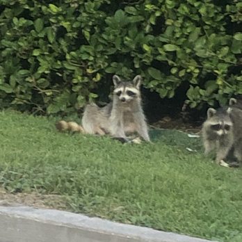 Domino's Pizza - trash pandas in the parking lot - Pizza Near Me - Boutte, Louisiana Domino's Pizza - trash pandas in the parking lot - Pizza Near Me - Boutte, Louisiana