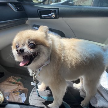 Frisco Pet Grooming & Spa - After photo - Pet Groomers Near Me - Frisco, Texas