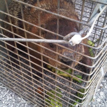 247 Pest Control - Pest Control Near Me - Toronto, Ontario 247 Pest Control - Pest Control Near Me - Toronto, Ontario