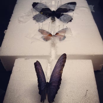 Peggy Notebaert Nature Museum - Butterfly pinning class! - Museums Near Me - Chicago, Illinois Peggy Notebaert Nature Museum - Butterfly pinning class! - Museums Near Me - Chicago, Illinois