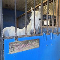 Hermanns' Royal Lipizzan Stallions