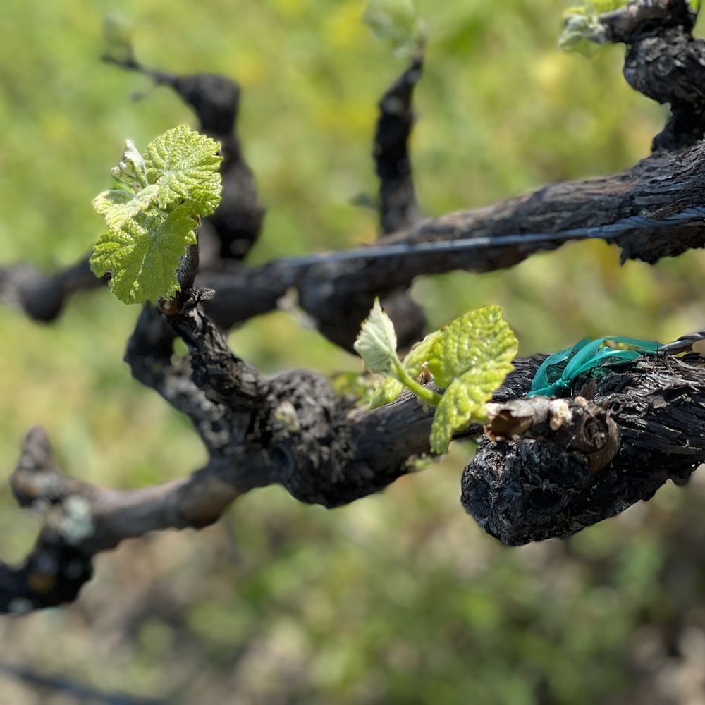 Saddleback Cellars - a vine with a green leaf - Wine Tasting Room Near Me - Oakville, California Saddleback Cellars - a vine with a green leaf - Wine Tasting Room Near Me - Oakville, California