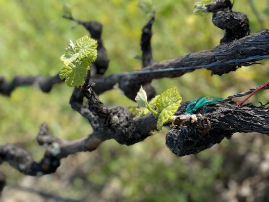 Saddleback Cellars by null