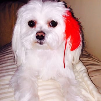 Pet Spa - Pet Groomers Near Me - Orange, Connecticut
