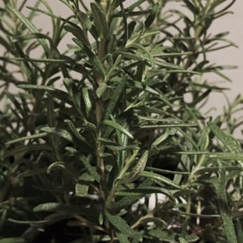 Logan Hardware - Fresh herbs - Hardware Stores Near Me - Washington, DC, District of Columbia