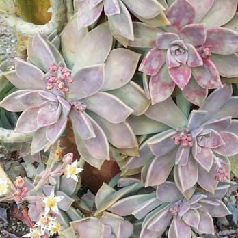 Lone Pine Gardens - Plant on the property - Nurseries & Gardening Near Me - Sebastopol, California