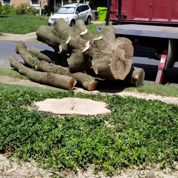 Baltimore Tree Experts - Just about done - Tree Services Near Me - Baltimore, Maryland