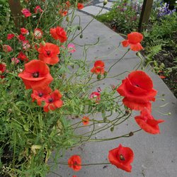 Providence Healing Garden