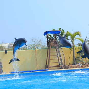 Dolphin Adventure - Amusement Parks Near Me - Nuevo Vallarta, NAY
