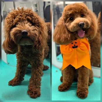 Coconut Pet Spa Mobile Grooming - Pet Groomers Near Me Coconut Pet Spa Mobile Grooming - Pet Groomers Near Me