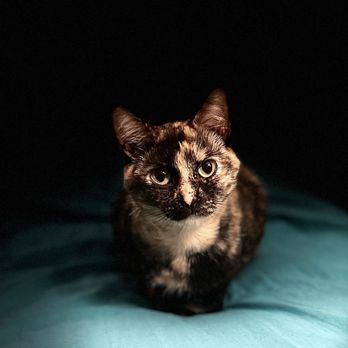 The Soothing Vet - Miss Kitty - A satisfied client. - Veterinarians Near Me The Soothing Vet - Miss Kitty - A satisfied client. - Veterinarians Near Me