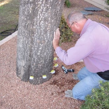 Mike Macchiaroli Tree - Mike Injecting Fungicide to Promote Tree Health - Tree Services Near Me - Phoenix, Arizona Mike Macchiaroli Tree - Mike Injecting Fungicide to Promote Tree Health - Tree Services Near Me - Phoenix, Arizona