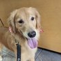 Photo of Jenny's Pet Grooming