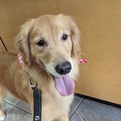 Jenny's Pet Grooming - Olive, after her appt!
