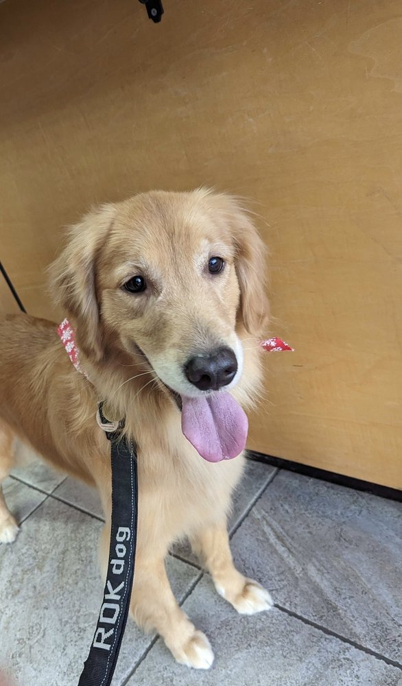 Jenny's Pet Grooming Image