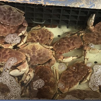 James Hook & Co - Live crabs - Seafood Near Me - Boston, Massachusetts James Hook & Co - Live crabs - Seafood Near Me - Boston, Massachusetts