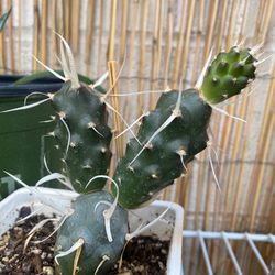 Sandia Greenhouse - Paper Spine Cactus (Tephrocactus articulatus var papyracanthus)