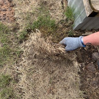 Grace Landscaping and Tree Service - More dead sod. - Landscaping Near Me