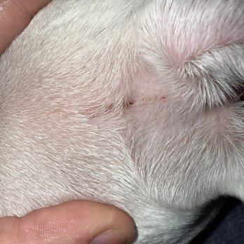 Camp Bow Wow - Scar on his ear - Pet Training Near Me - Monument, Colorado