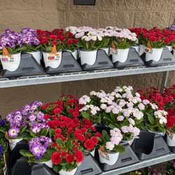 Lowe's Home Improvement - Double primrose