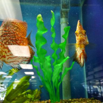 Aquatic Dog - Tropical fish - Local Fish Stores Near Me - Denver, Colorado