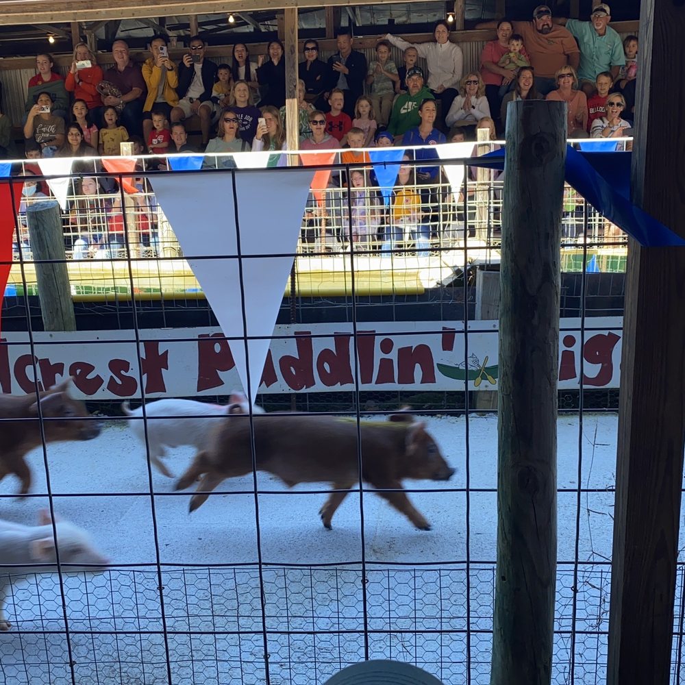 Pig race