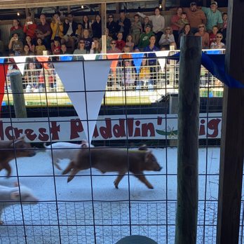 Hillcrest Orchards - Pig race - Farmers Market Near Me - Ellijay, Georgia Hillcrest Orchards - Pig race - Farmers Market Near Me - Ellijay, Georgia