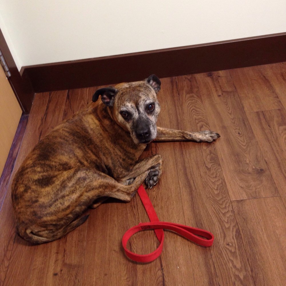 All About Paws Veterinary Services - Veterinarians Near Me - Denver, Colorado