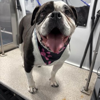 Barkbus Mobile Dog Grooming - Pet Groomers Near Me Barkbus Mobile Dog Grooming - Pet Groomers Near Me