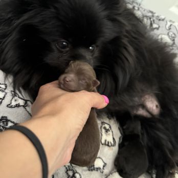 Gomara Animal Clinic - My dog and her pups - Veterinarians Near Me - Miami, Florida Gomara Animal Clinic - My dog and her pups - Veterinarians Near Me - Miami, Florida