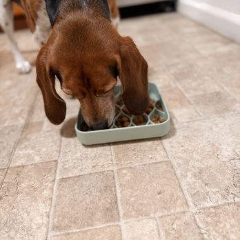 Woofboard - Boomer with his new slow feeder - Pet Stores Near Me - Campbell, California Woofboard - Boomer with his new slow feeder - Pet Stores Near Me - Campbell, California