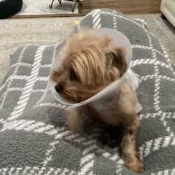 Laplace Pet Shop & Grooming - Charlotte the 3.5 pound Yorkie