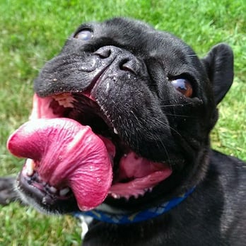 Pee Poop Play - Harley the Harlster - Pet Boarding Near Me