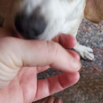 Pet Cuts - Tear stained face after a supposed bath - Pet Groomers Near Me - San Marcos, California