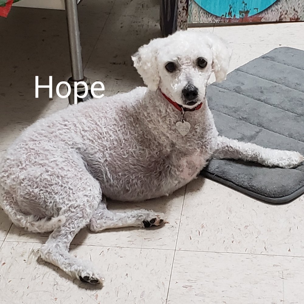 FOUR PAWS GROOMING Updated August 2024 26 Photos & 13 Reviews