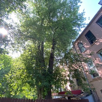 Power Tree Removal  - Before #2 - The image features a tall deciduous tree with dense green leaves, positioned next to a multi-story residential building. Sunlight filters through the tree's canopy, casting shadows on the building's facade. A wooden fence is visible at the bottom of the image, along with a covered object and part of a vehicle. The scene appears to be in an urban or suburban area with natural and built elements. - Tree Services Near Me - Brooklyn, New York