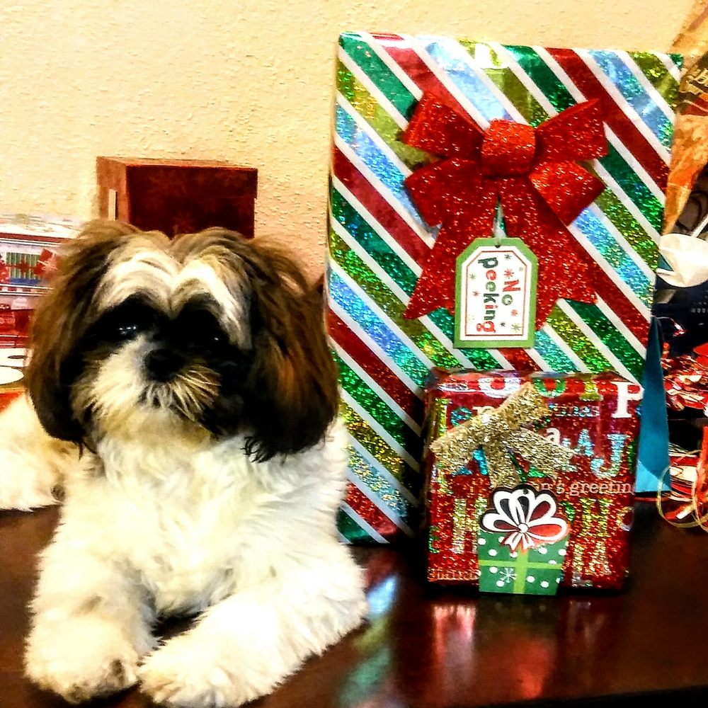 Petco - Wrapping Christmas gift's with Mommy! It's about that time to see BRITTANY before Christmas! - Pet Stores Near Me - Houston, Texas