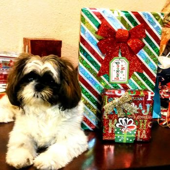 Petco - Wrapping Christmas gift's with Mommy! It's about that time to see BRITTANY before Christmas! - Pet Stores Near Me - Houston, Texas