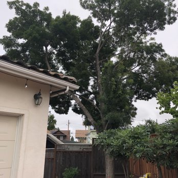 AAA Tree Service Inc - Tree Services Near Me