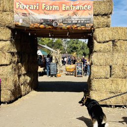 Entrance and dog friendly Entrance and dog friendly