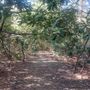 Photo of Rhododendron State Park