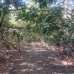 Rhododendron State Park