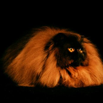 Osprey Animal Clinic - Dr Nelson takes excellent care of our award winning Persian at Lions & Owls Cattery. - Veterinarians Near Me - Osprey, Florida Osprey Animal Clinic - Dr Nelson takes excellent care of our award winning Persian at Lions & Owls Cattery. - Veterinarians Near Me - Osprey, Florida